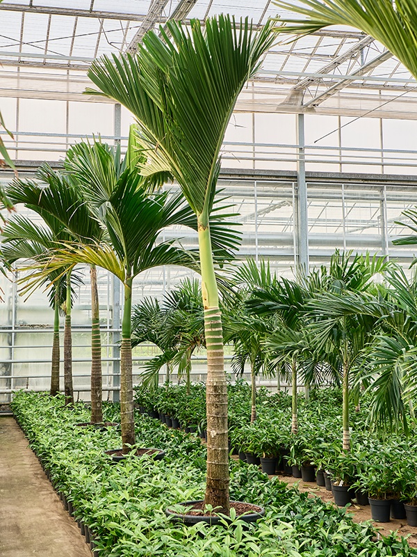 Areca catechu dwarf, D 65