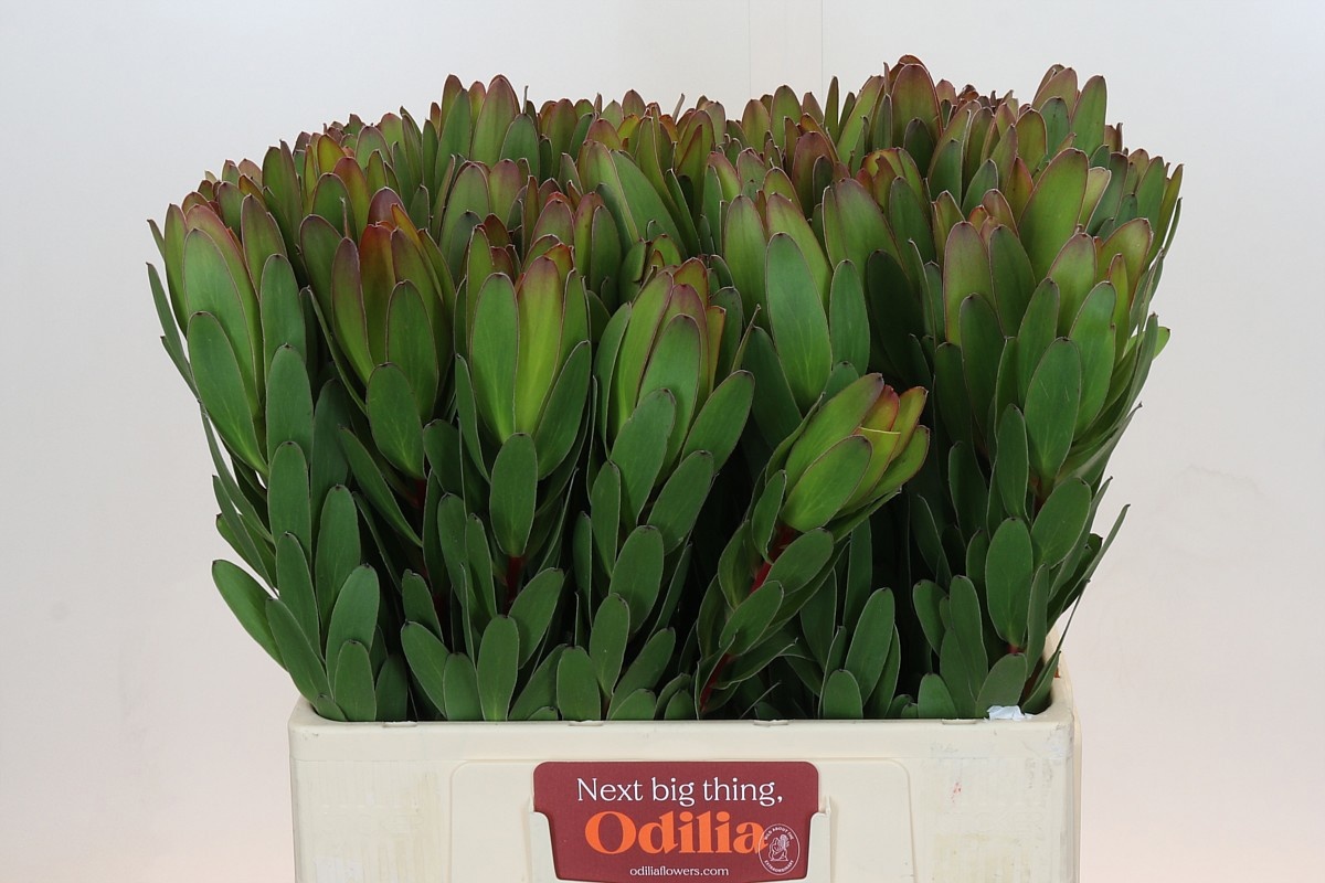 Леукадендрон Сафари Голдстрайк 60, шт.