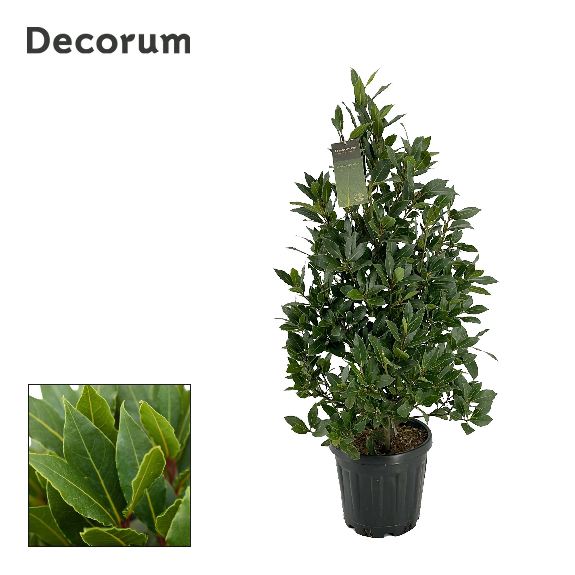 Laurus nobilis Piramide, D 25 cm