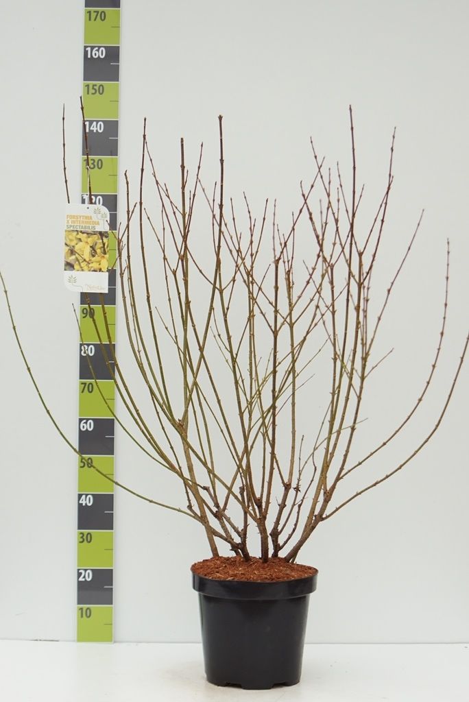 Forsythia intermedia 'Spectabilis' C 7,5, D 27