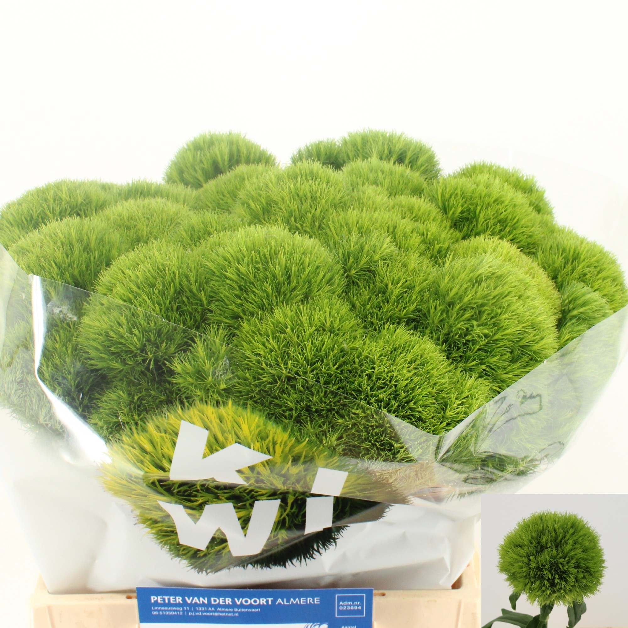 Диантус Барбатус Киви Меллоу 45, шт.