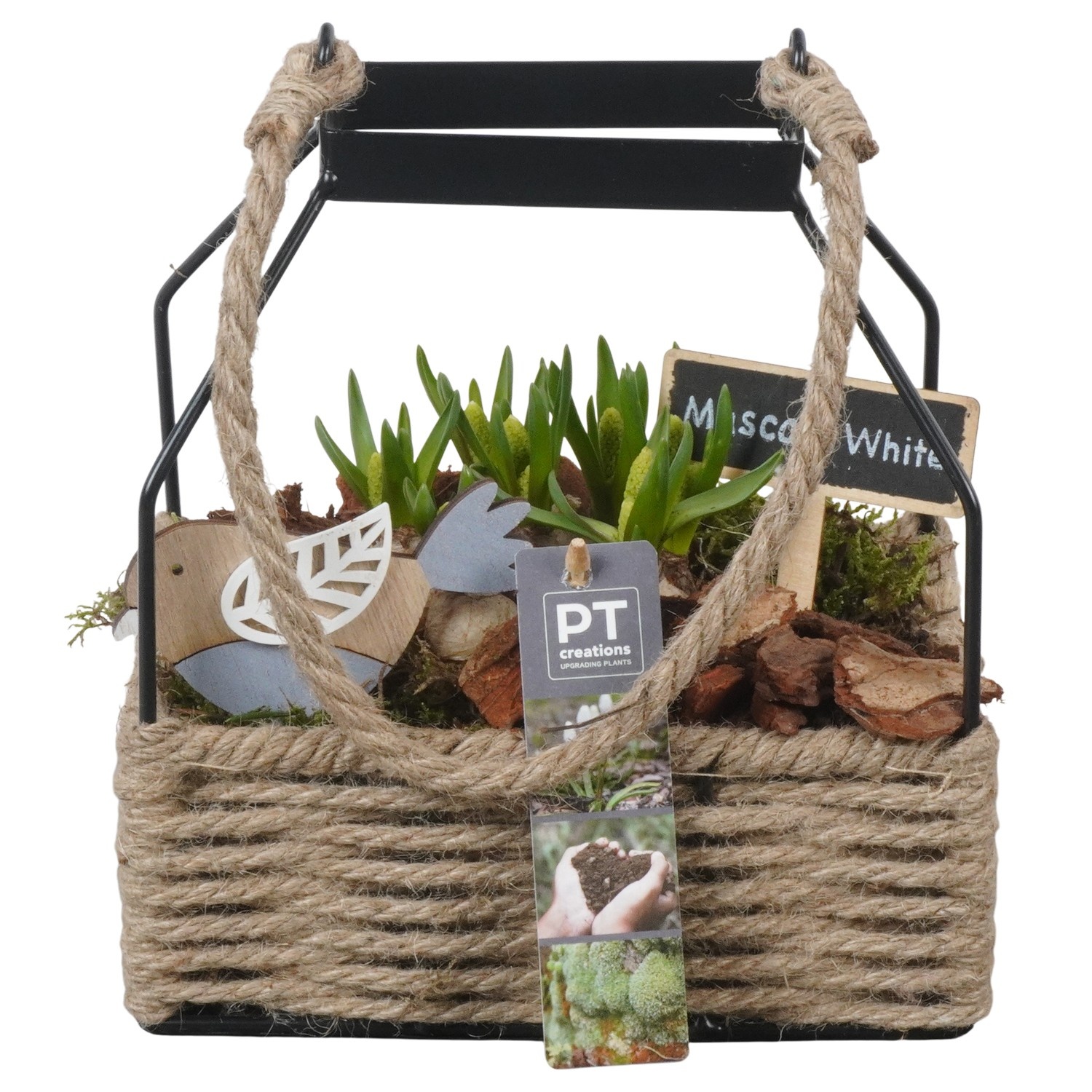 PTWMB8137 Arrangement Muscari White in touwmand met metaal, D 18