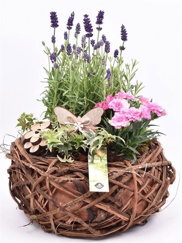 Natuur krans br. 26cm, D 26