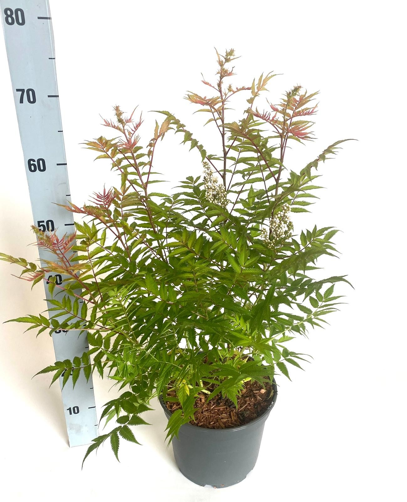 Sorbaria sorbifolia Sem, D 23