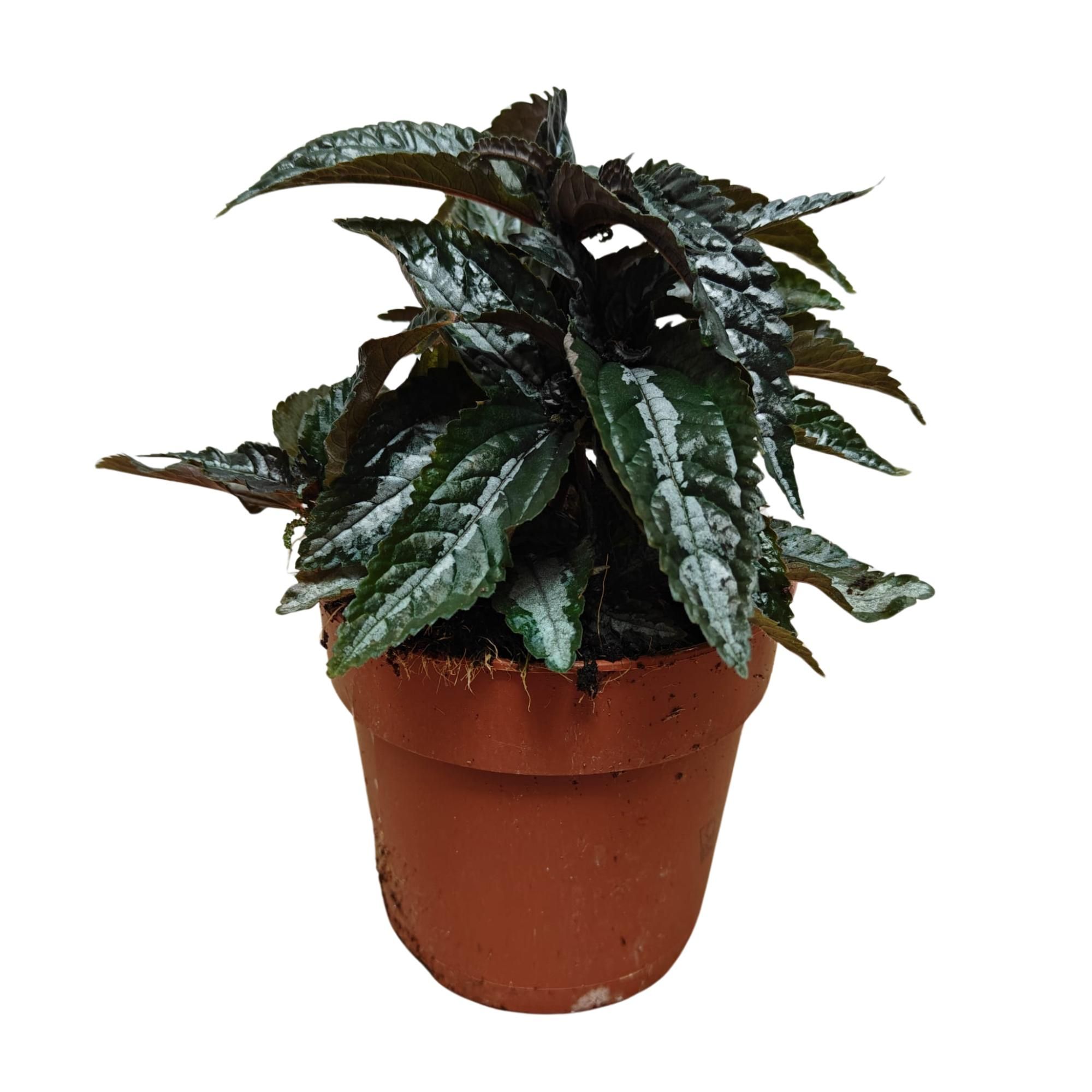 Pilea Silver Tree P12, D 12