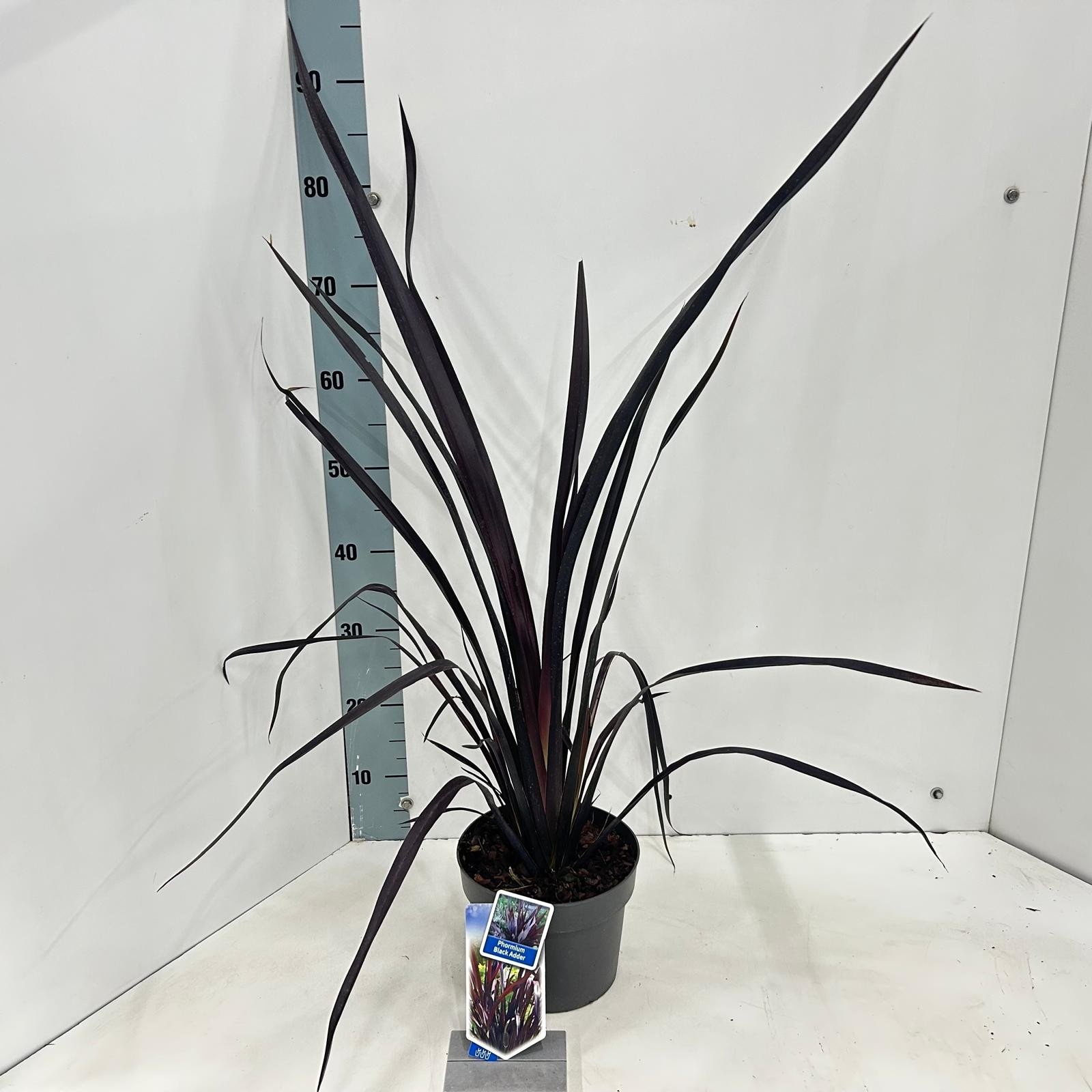 Phormium cookianum 'Black Adder' PBR EU25772, D 19 cm