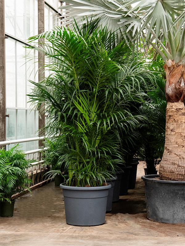 Kentia (Howea) forsteriana, D 78