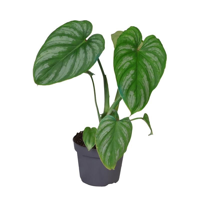 PHILODENDRON-HYBRID 'MAMEI', D 12 cm