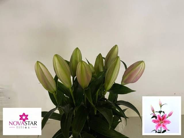 Лилия Сорбонне 65, шт.