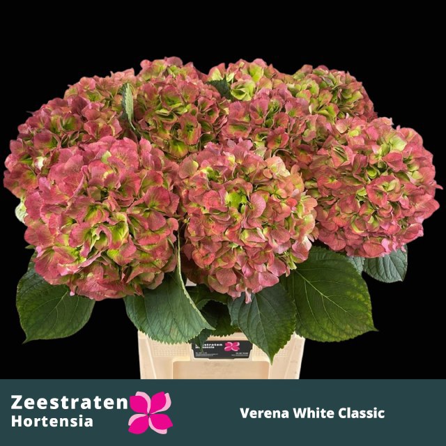 Гортензия Вайт Верена Классик 80, шт.
