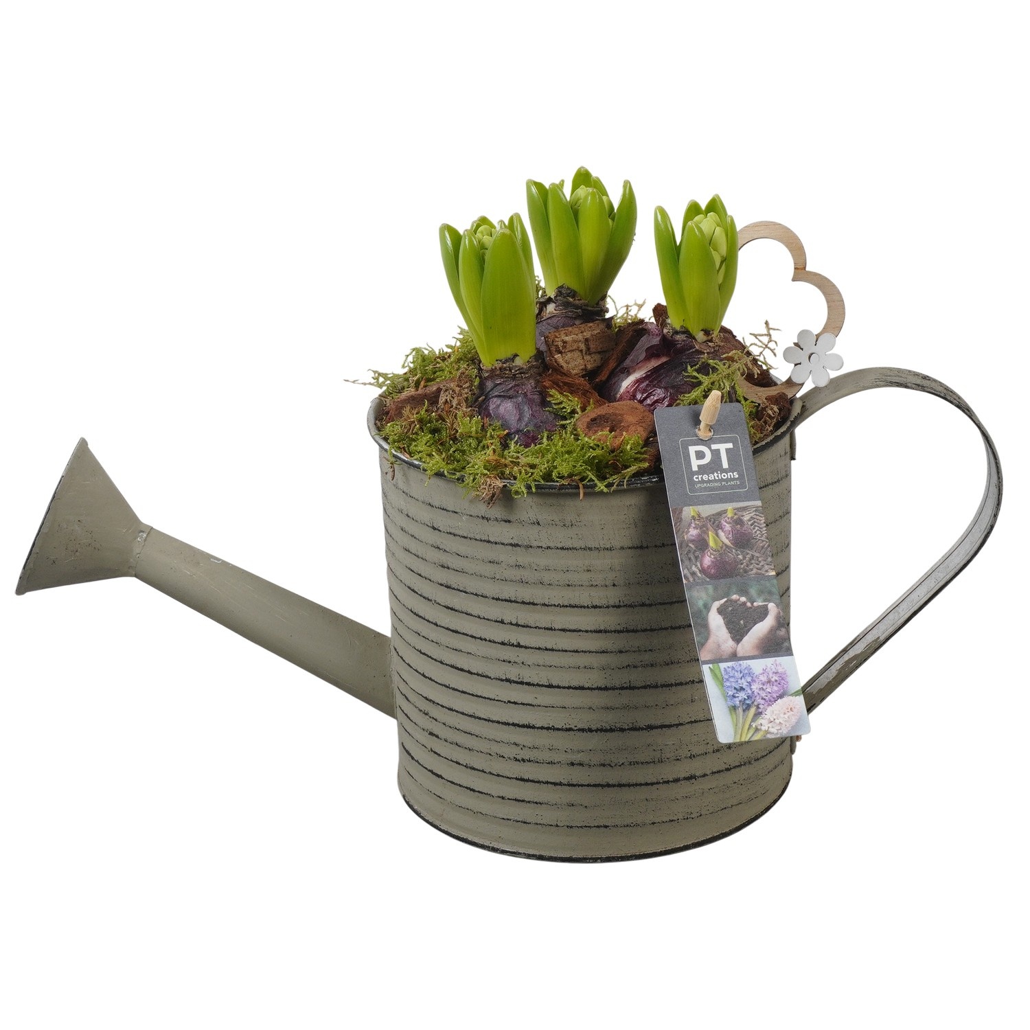 PTHC9117 Arrangement Hyacints in zink gieter, D 16