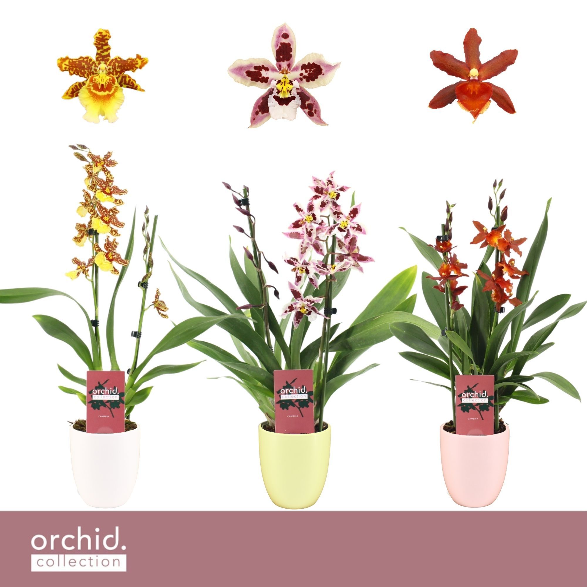Cambria, Mix 2-spike in Lotte 'Orchid Collection', D 12 cm