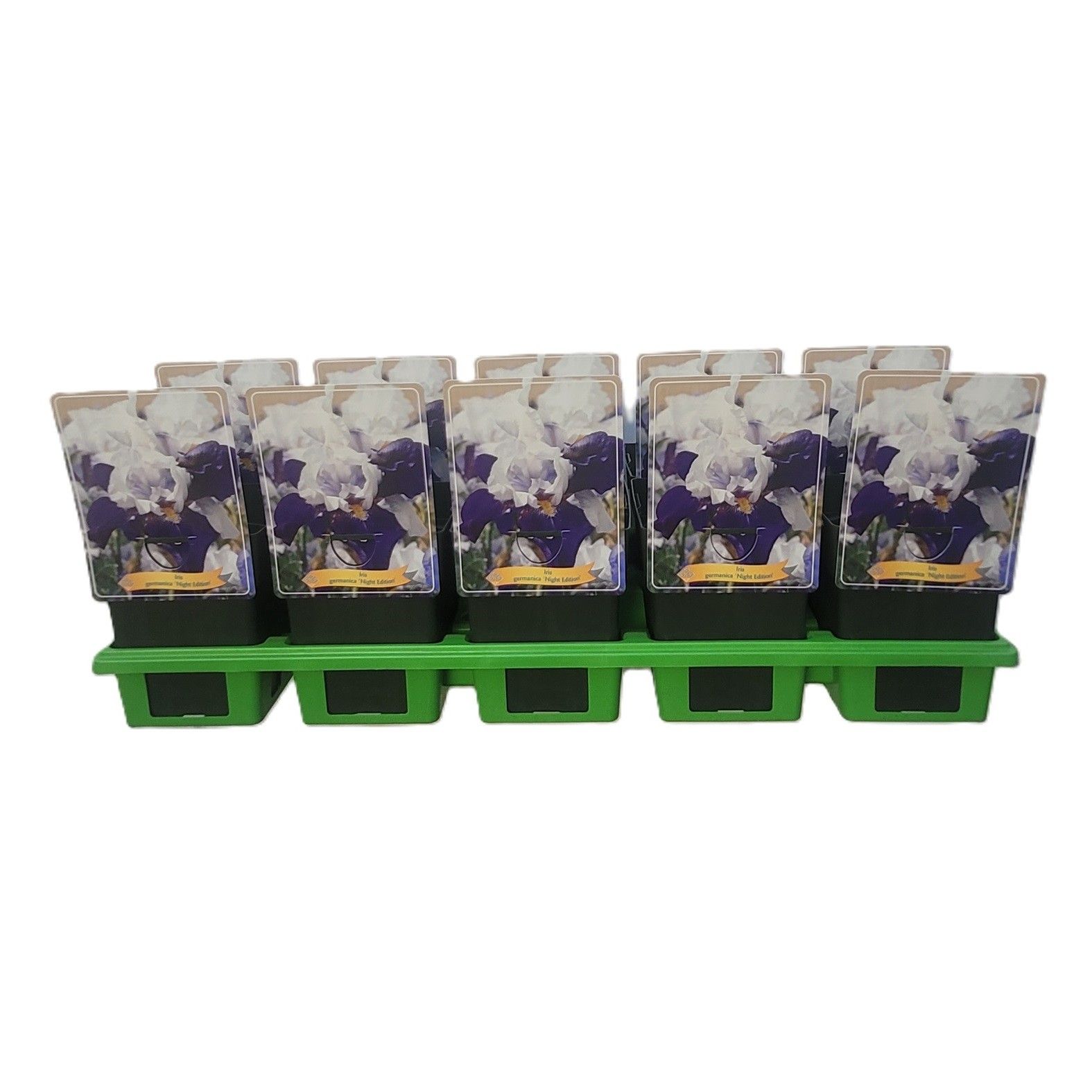 Iris germanica 'Night Edition' P11, D 11 cm