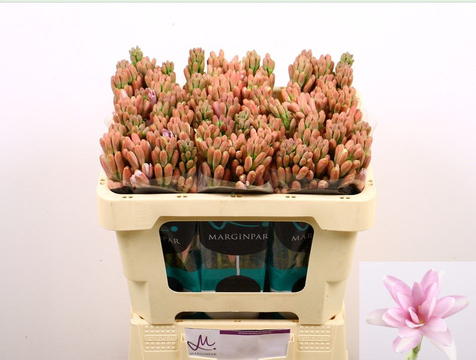 Полиантус Эль Пинк 50, шт.