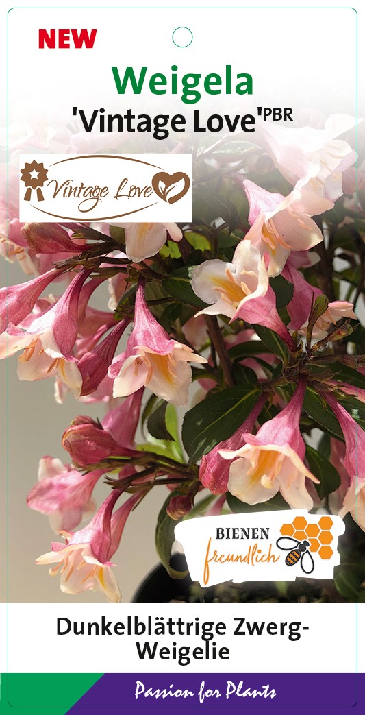 Weigela 'Vintage Love' C5, D 23 cm