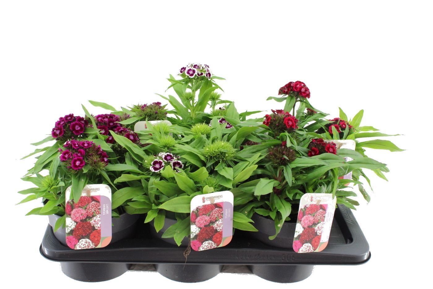 Dianthus barbatus Dash mix, D 17