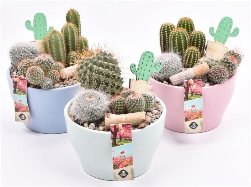 Keramiek schaal kl.mix 15cm, D 15