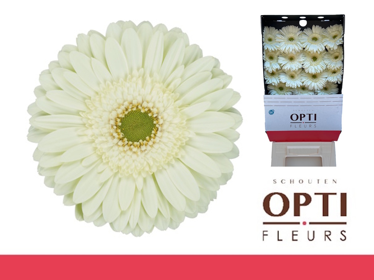 Гербера Минт, шт.