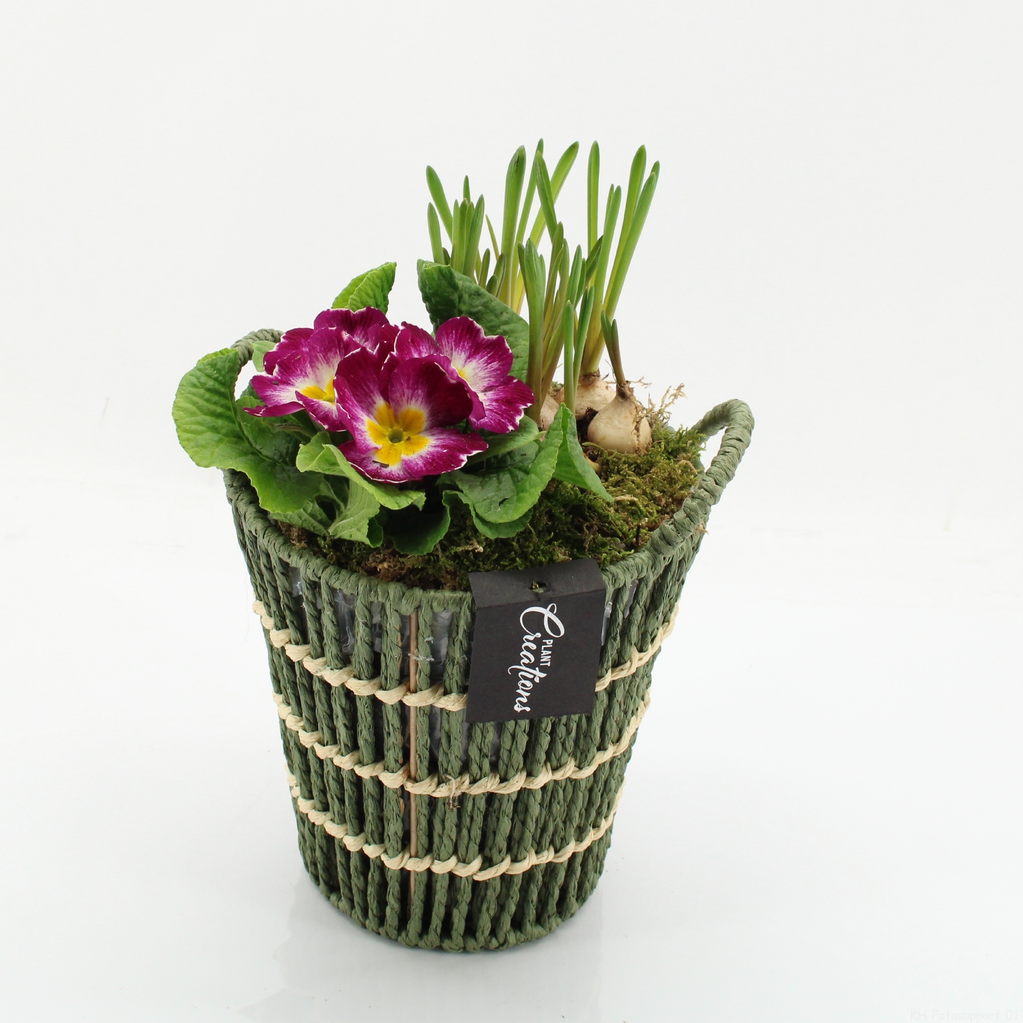 PMCR-2633 Primula creations, D 16