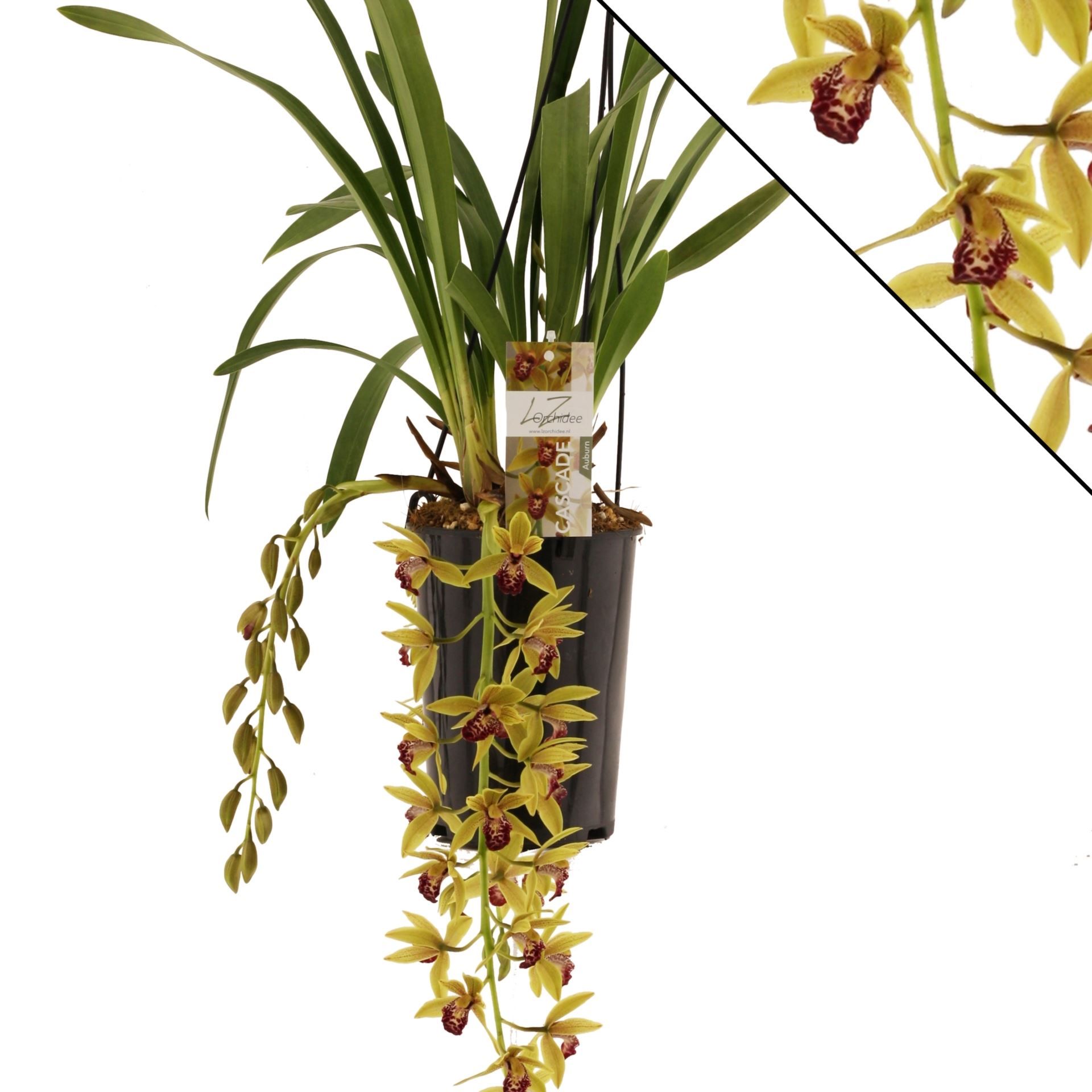 Cymbidium p14 cascade Auburn 2T20+, D 14