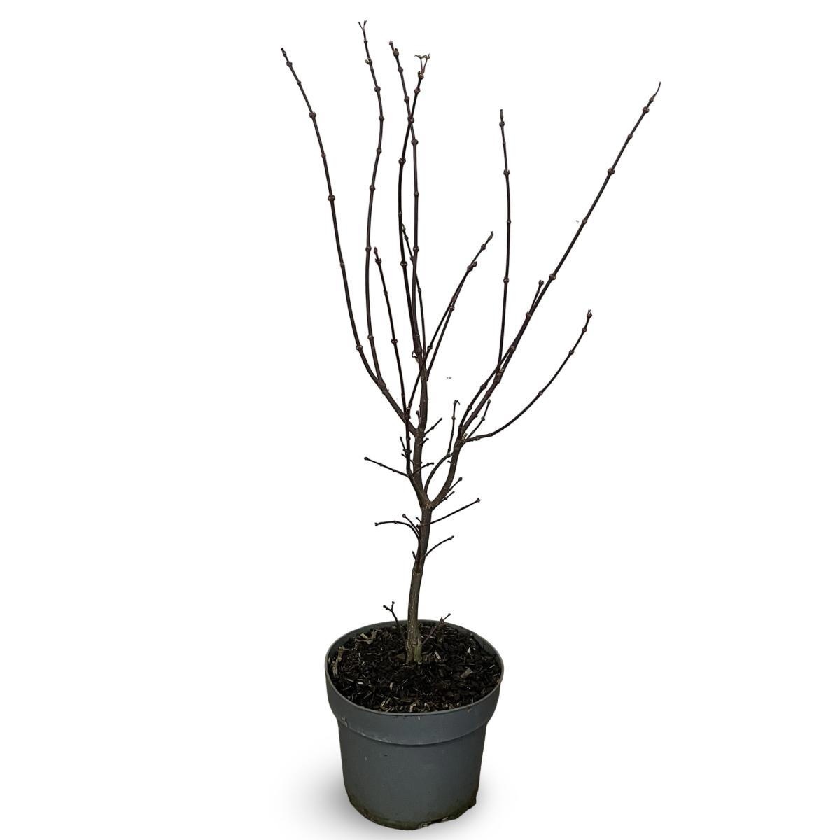 Acer pal. 'Skeeter's Broom', D 21