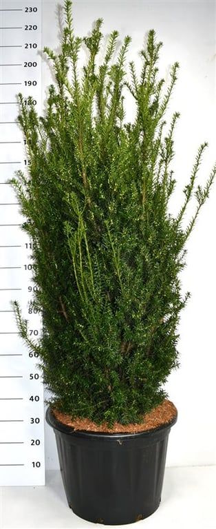 Taxus media 'Hillii', D 54