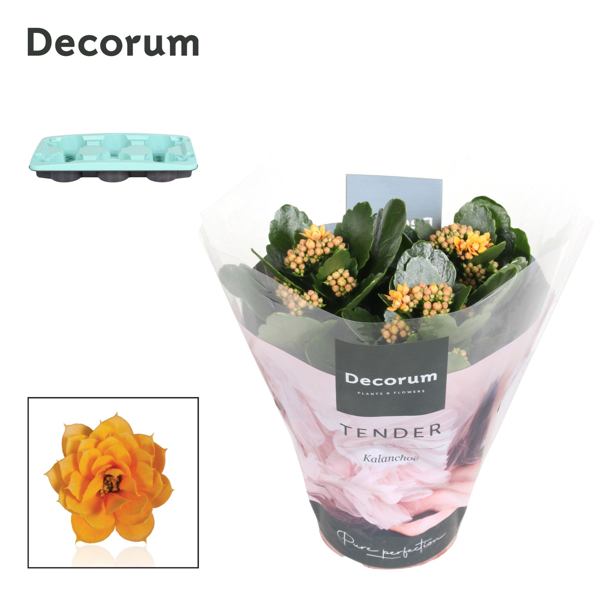 Kalanchoe Decorum TENDER - Serenity Gold, D 15