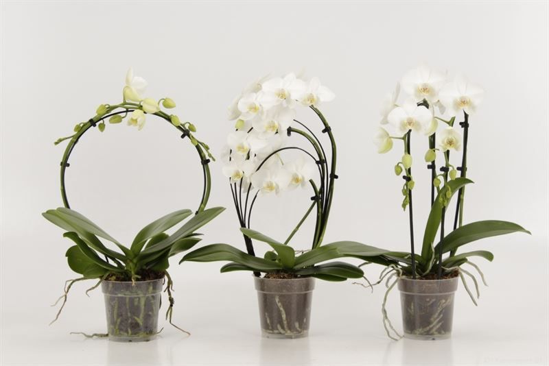 Phalaenopsis overig shapes wit, D 12 cm