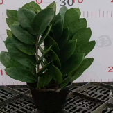 Замиокулькас пирамида 10 30 (предзаказ)