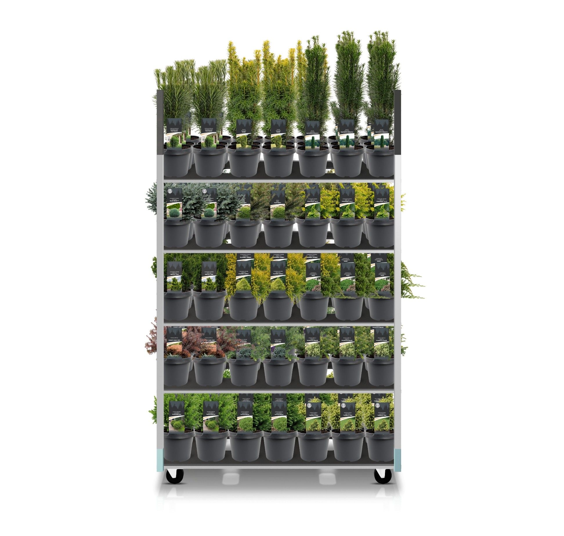 Coniferenmix assortiment C3 - exclusieve mix CC (mix kan afwijken van foto), D 19