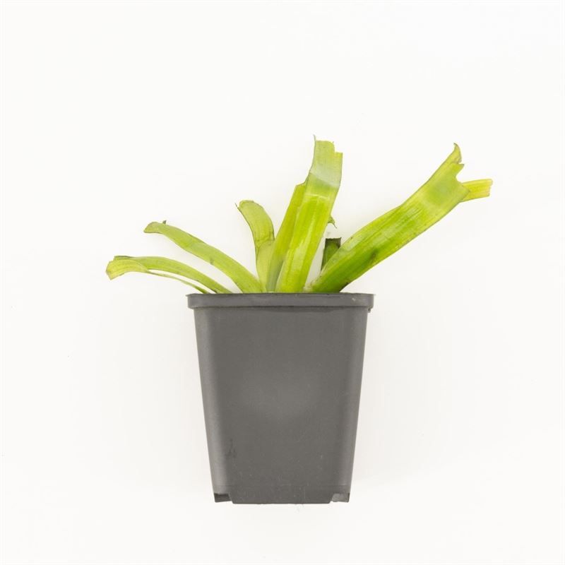 Vallisneria gigantea p9 in beker, D 9