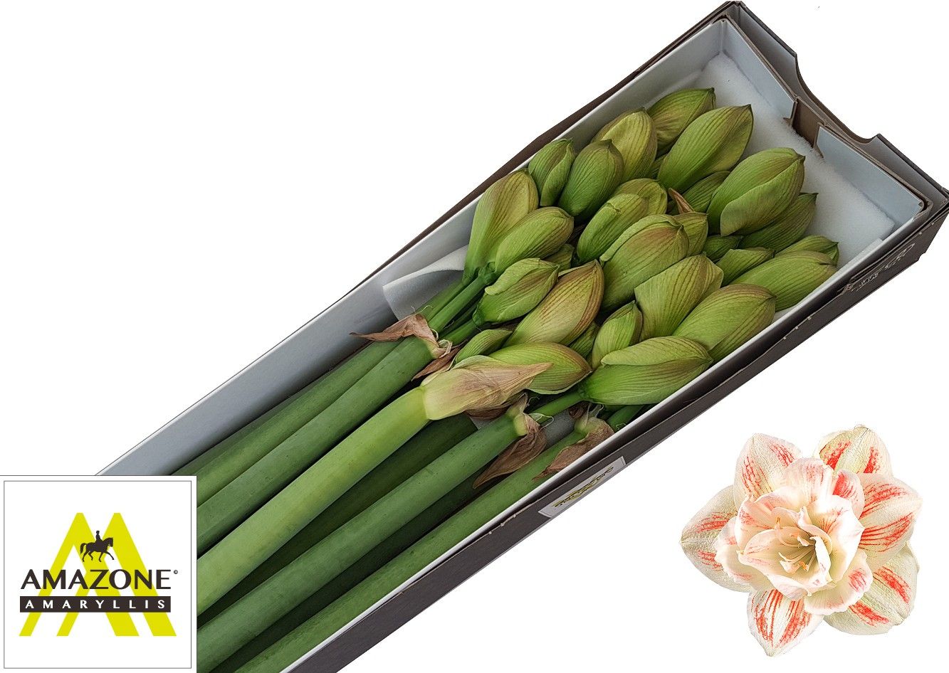 Амарилис Нимф (бело-красн.) x10, шт.