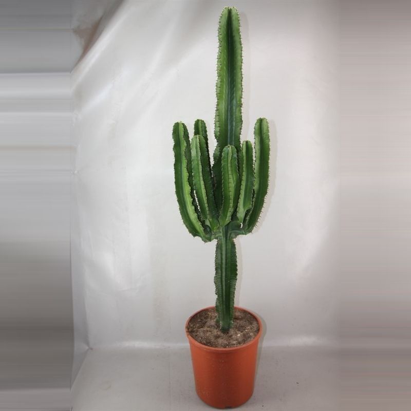 1829 Euphorbia ingens 28 cm, D 28