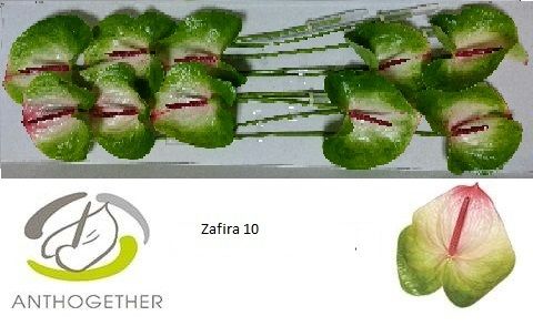 Антуриум Зафира x10, шт. Антуриум Зафира x10, шт.