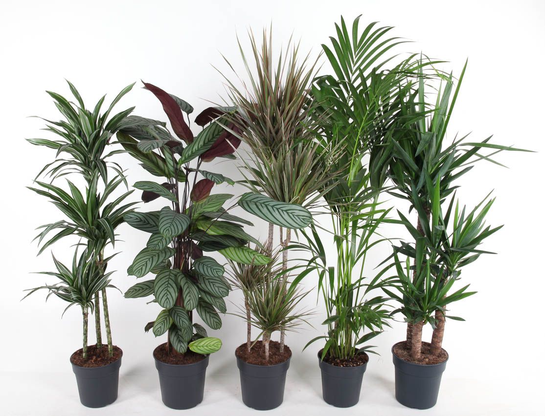 Mix Basic 24-27, D 24