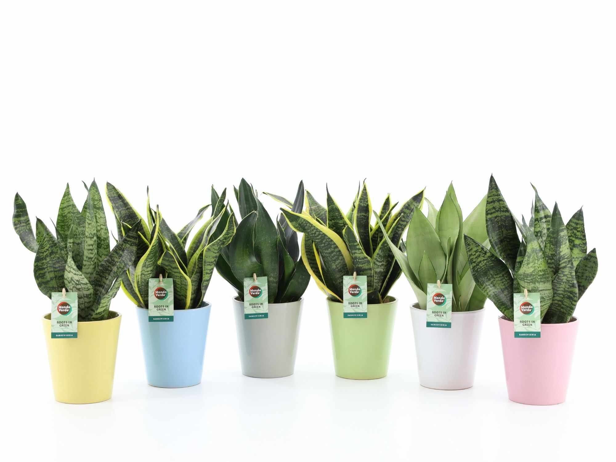 Sansevieria Mix in Pastel keramiek, D 13