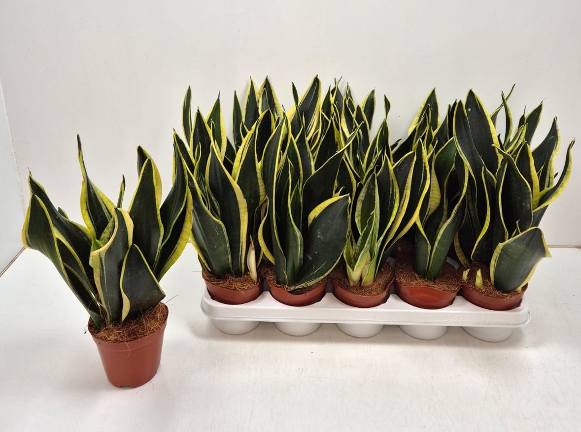 Sansevieria Black Gold - hoogte 35-40, D 12