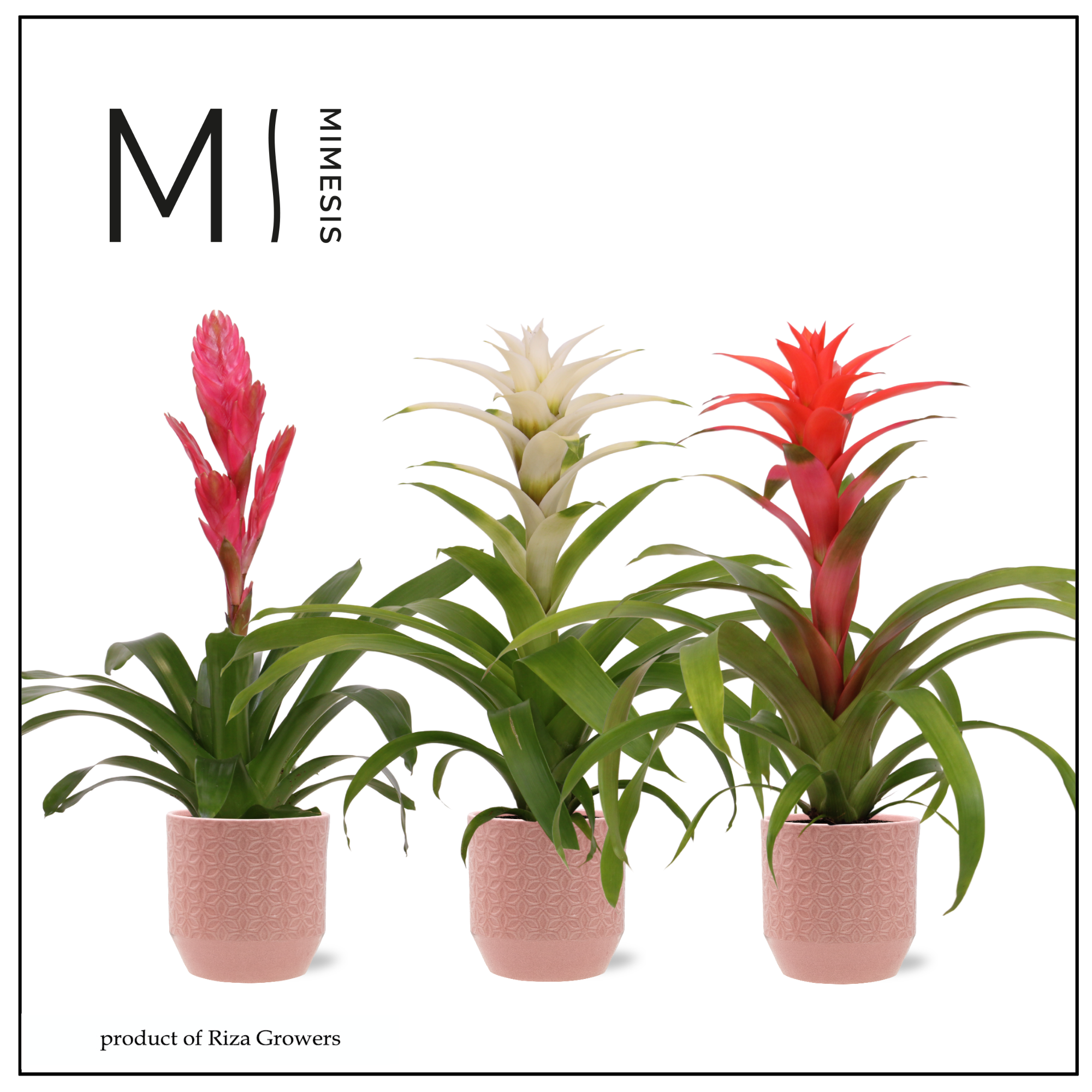 Bromelia Charming - 12cm in Tala Pink | Mimesis, D 12