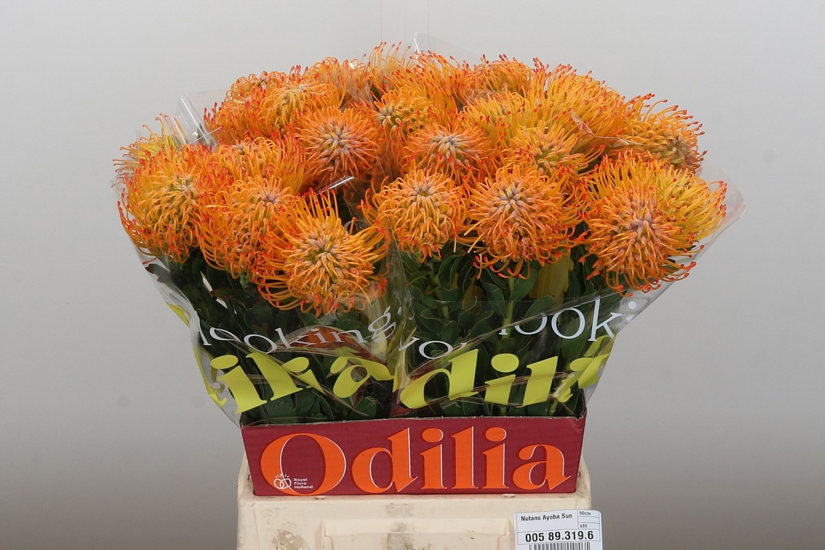 Нутанс Айоба Сан 50, шт.