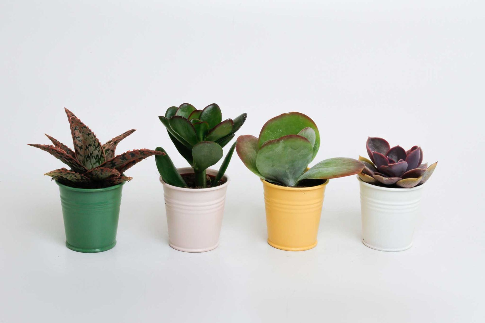 Succulenten mix in Sylwia zink, D 5,5