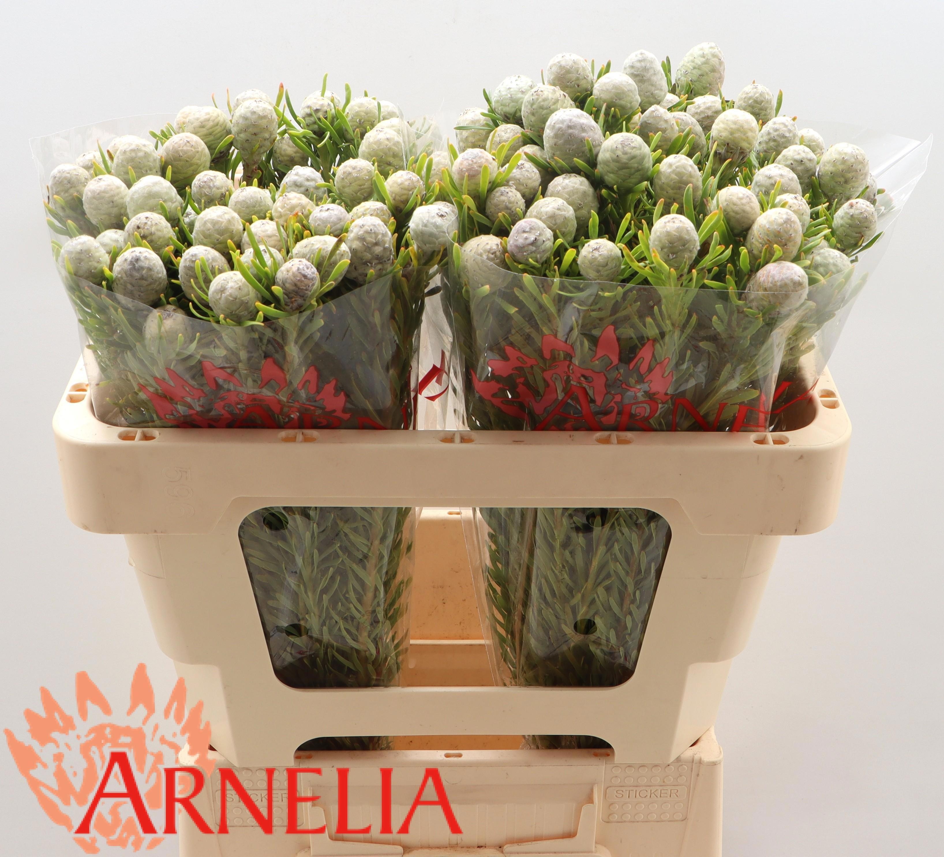 Леукадендрон Джейд Перл 50, шт.