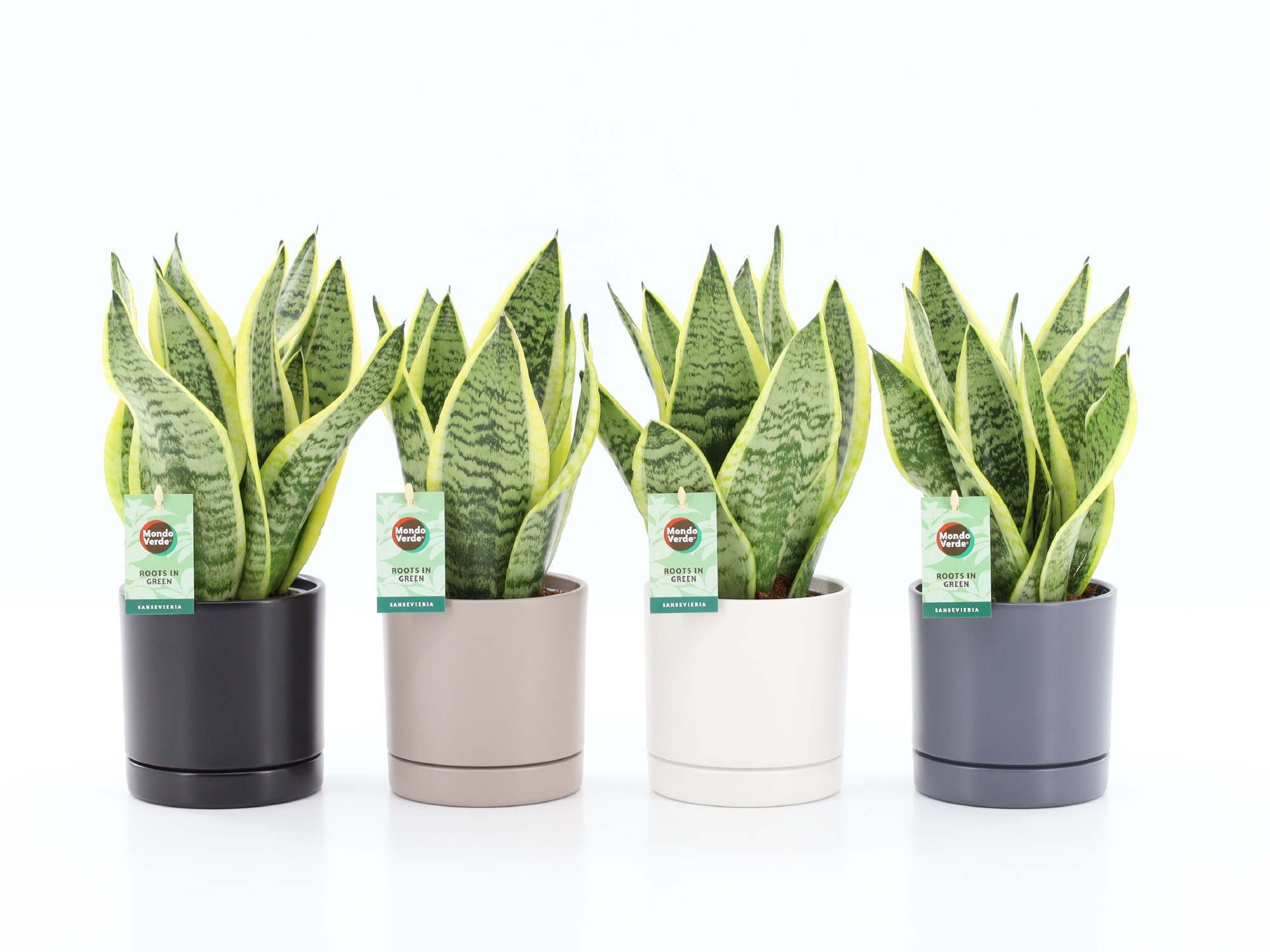 Sansevieria 'Futura Superba' in Hainan keramiek 4 kleuren, D 13