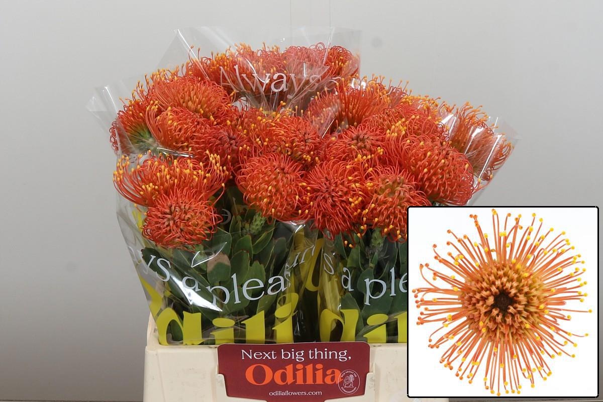 Нутанс Голд Даст 40, шт.