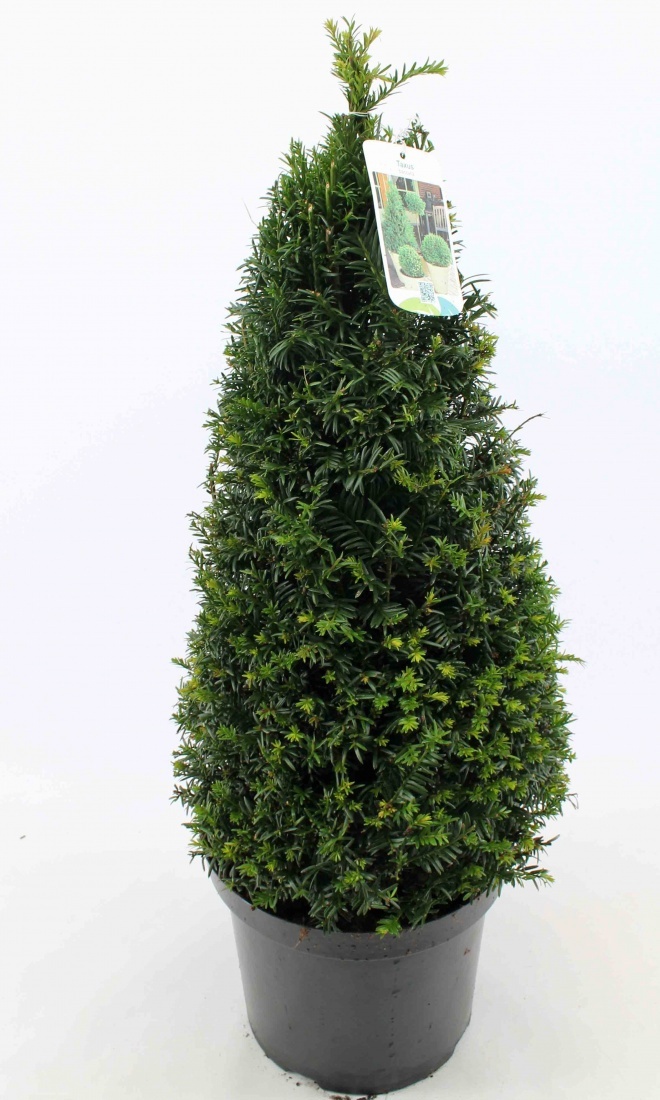 Taxus baccata, kegel, D 28 cm