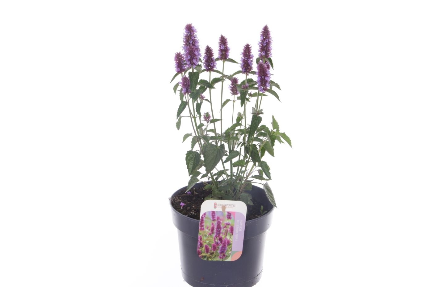 Agastache beelicious Purple, D 17