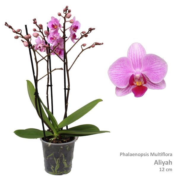 Phal. Multiflora "Aliyah" 3-tak, D 12