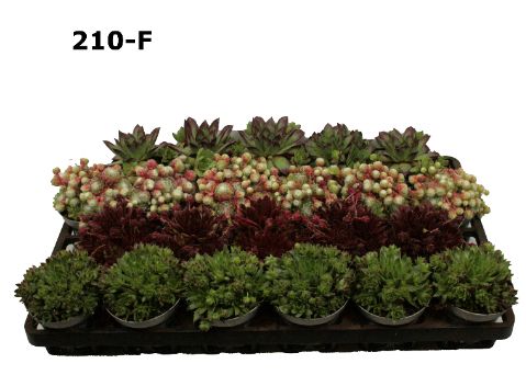 Sempervivum 9 cm gemengd, meermalig in floratino fust, D 9