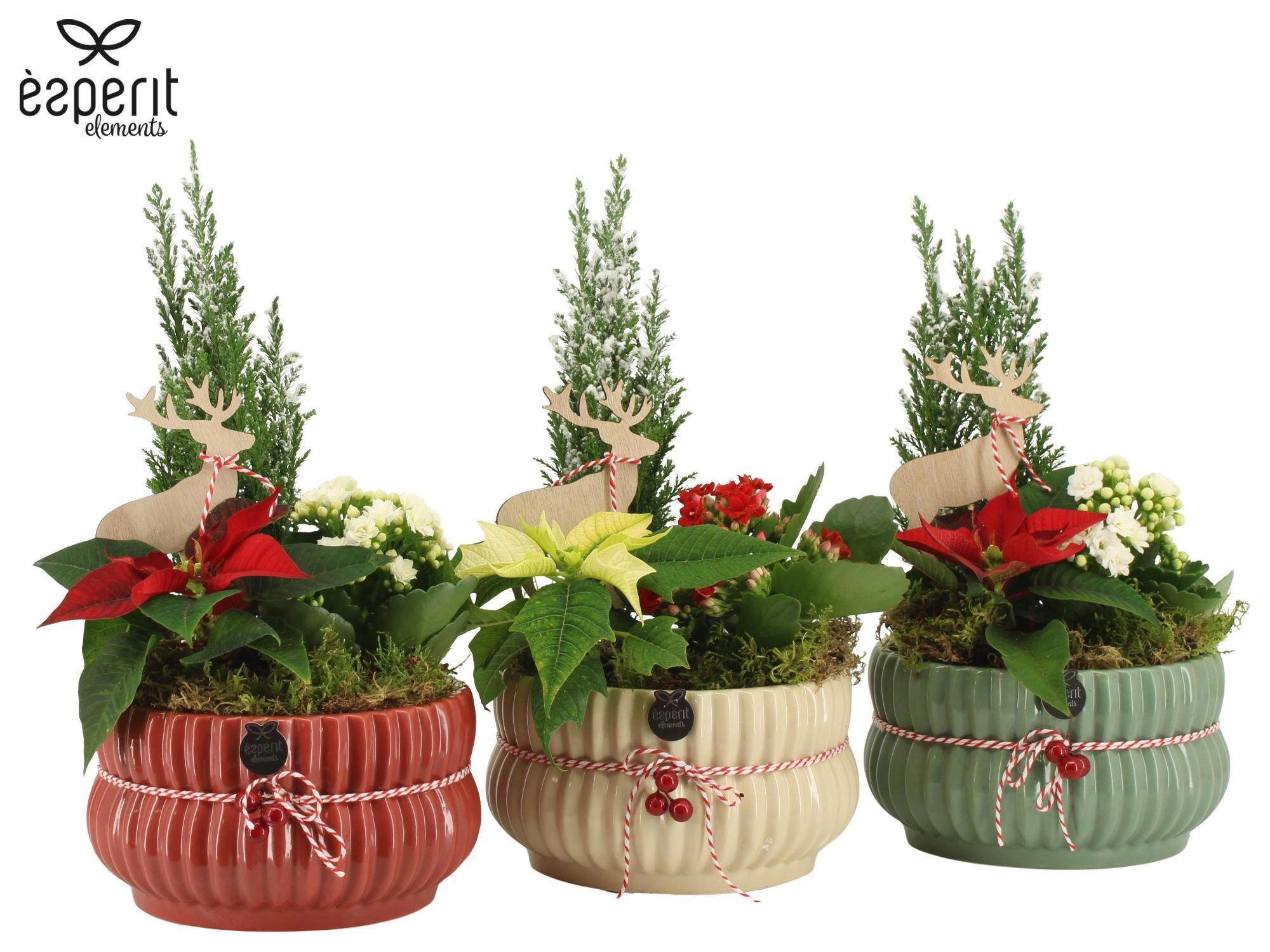 62086: X-mas arrangement, D 17