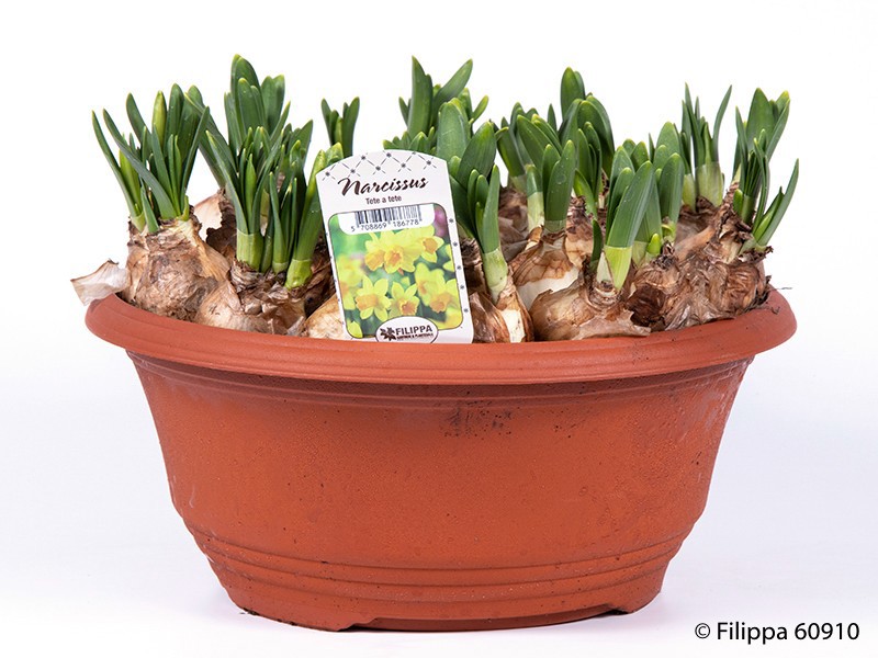 NARCISSUS CYCLAMINEUS 'TETE-A-TETE', D 27