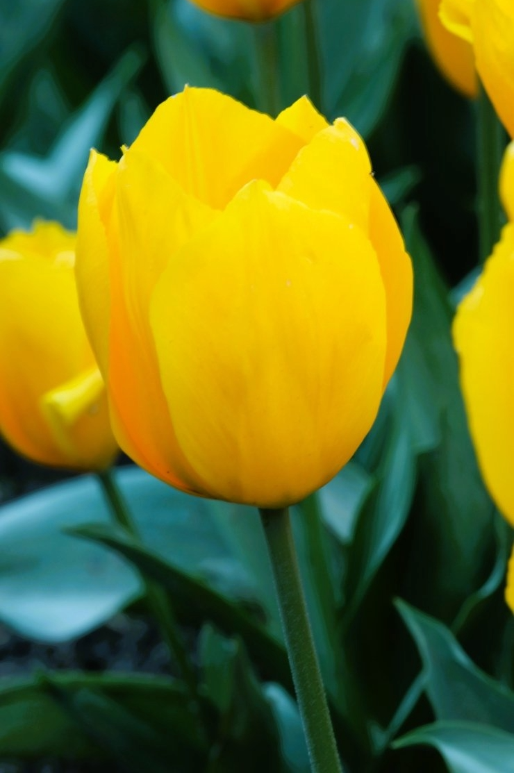 Tulipa Yellow Flair, D 10,5